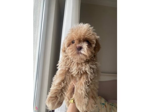 TEACUP MALTİPO BEBEKLERİM