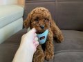 SAĞLIK IRK GARANTİLİ TOY POODLE BEBEKLER
