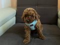 SAĞLIK IRK GARANTİLİ TOY POODLE BEBEKLER