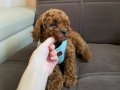 SAĞLIK IRK GARANTİLİ TOY POODLE BEBEKLER