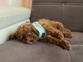 SAĞLIK IRK GARANTİLİ TOY POODLE BEBEKLER