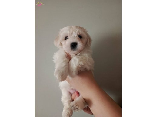 4 ERKEK 2 DİŞİ MALTESE TERRİER YAVRULARI