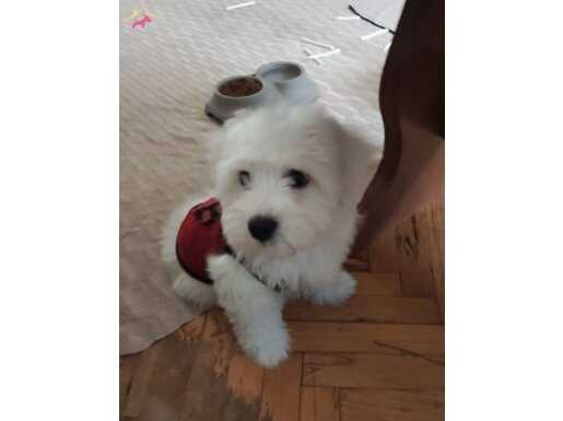 MALTESE TERRİER YAVRULARI