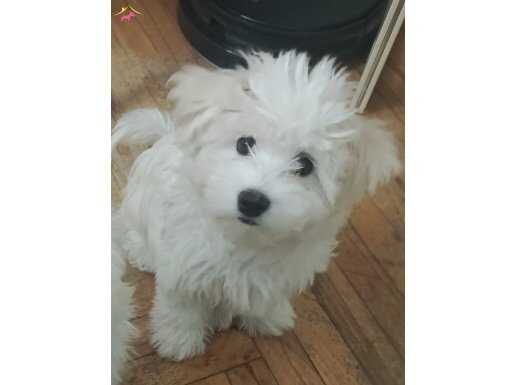 Maltese terrier kızım