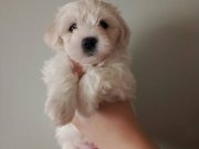 4 ERKEK 2 DİŞİ MALTESE TERRİER YAVRULARI