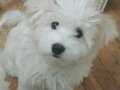 Maltese terrier kızım