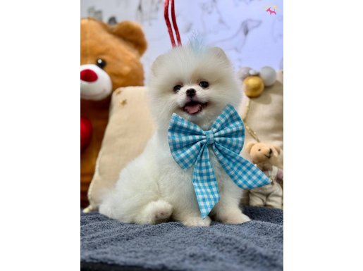 GÜLEN YÜZ TEDDY BEAR ORJİNAL YAVRUMUZ 