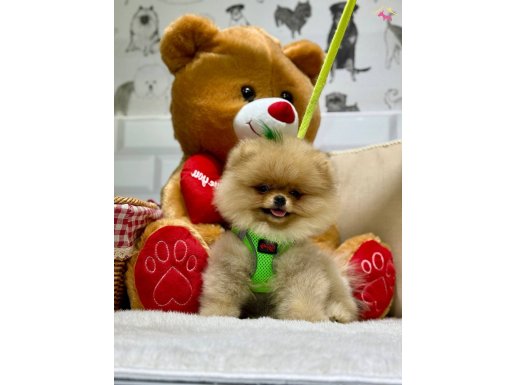 ORJİNAL TEDDY BEAR YAVRUMUZ 