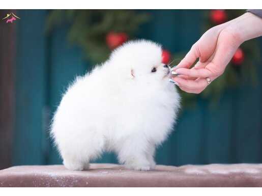 KAR TAPU TEDDY BEAR POMERANİAN BOO 