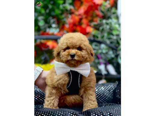 ORJİNAL KORE TOY POODLE YAVRULAR 