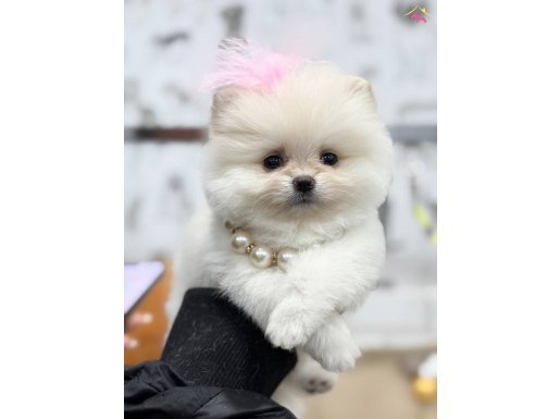 TEDDY BEAR ORJİNAL POMERANİAN BOO 