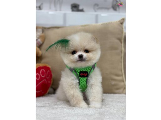 GÜZELLER GÜZELİ OĞLUMUZ BAMBİ 