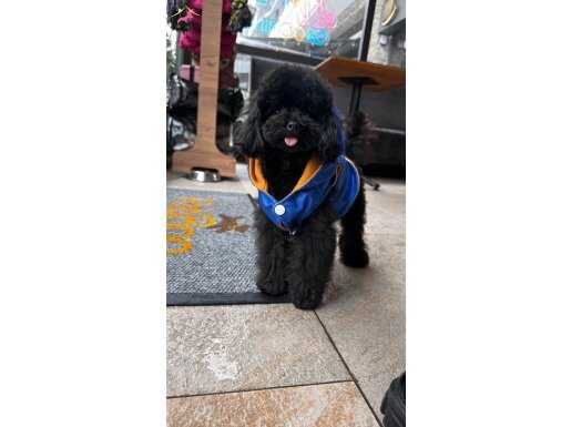 TEACUP KORE POODLE 