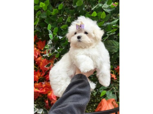 Maltese bebekler 