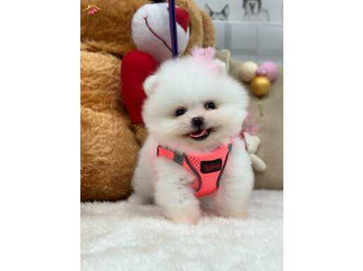 Orjinal ayı surat Pomeranian boo yavrular 