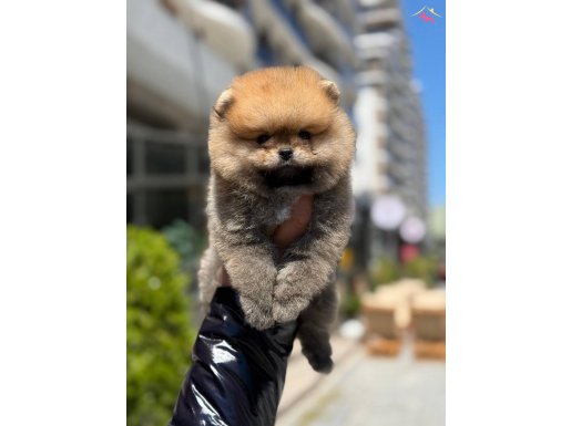 ayı surat Pomeranian boo oğlumuz 