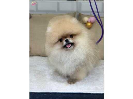 Üst kalite dişi Pomeranian boo yavrumuz 