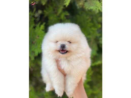 Pomeranian boo yavrular 