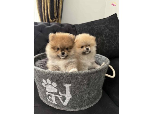 Orjinal Pomeranian boo yavrular 