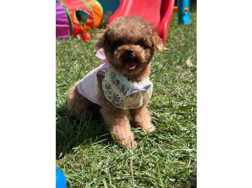 Güzel kızımız Mila Kore Poodle 