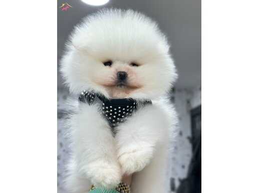 Pomeranian bebekler 