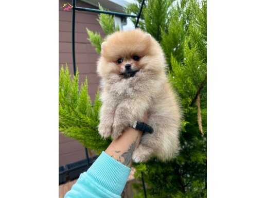 Pomeranian boo bebekler 