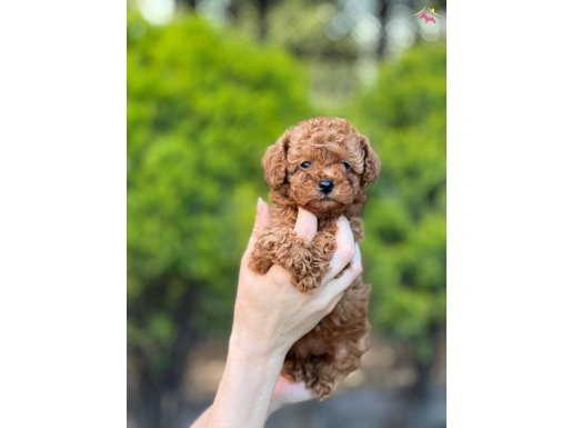 SAFKAN KORE TOY POODLE YAVRULAR 