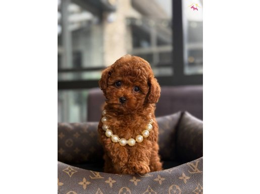 SAFKAN KORE POODLE YAVRULAR 
