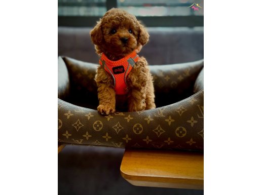 SAFKAN ORJİNAL KORE POODLE YAVRULAR 