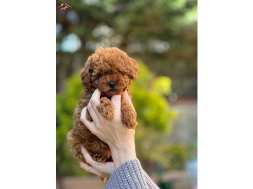 RED BROWN POODLE YAVRULAR 