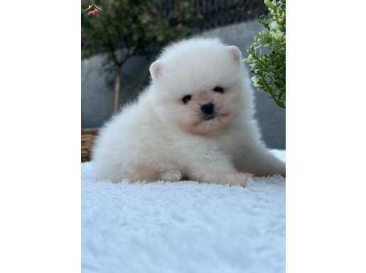 Üst kalite arayanlara Pomeranian boo 