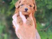 Poodle yavrular 