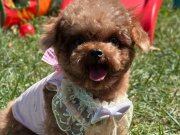 Güzel kızımız Mila Kore Poodle 