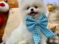 GÜLEN YÜZ TEDDY BEAR ORJİNAL YAVRUMUZ 