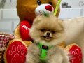 ORJİNAL TEDDY BEAR YAVRUMUZ 