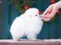 KAR TAPU TEDDY BEAR POMERANİAN BOO 