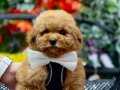 ORJİNAL KORE TOY POODLE YAVRULAR 