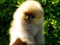 SECERELİ SHOW CLASS ORJİNAL POMERANİAN BOO YAVRULAR 