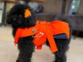 TEACUP KORE  POODLE 