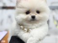 TEDDY BEAR ORJİNAL POMERANİAN BOO 