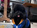 TEACUP KORE POODLE 