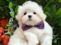 KORE KANI MALTESE 3 AYLIK DİŞİ ERKEK 