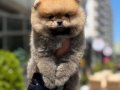 ayı surat Pomeranian boo oğlumuz 