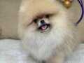 Üst kalite dişi Pomeranian boo yavrumuz 