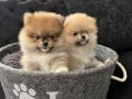 Orjinal Pomeranian boo yavrular 