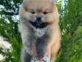 POMERANİAN BOO YAVRULAR 
