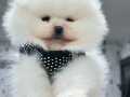 Pomeranian bebekler 