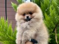 Pomeranian boo bebekler 