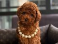 SAFKAN KORE POODLE YAVRULAR 
