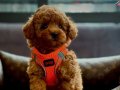 SAFKAN ORJİNAL KORE POODLE YAVRULAR 